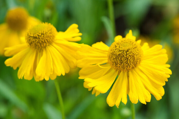 Butterpat Helenium (Helenium amarum)