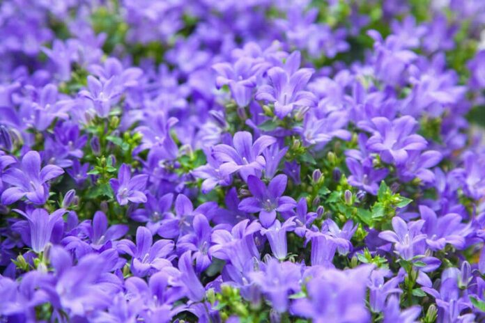 Dalmatian Bellflower