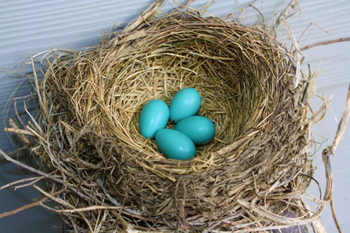 American Robin Nest
