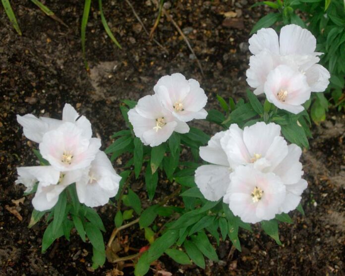 How to Propagate Godetia Amoena