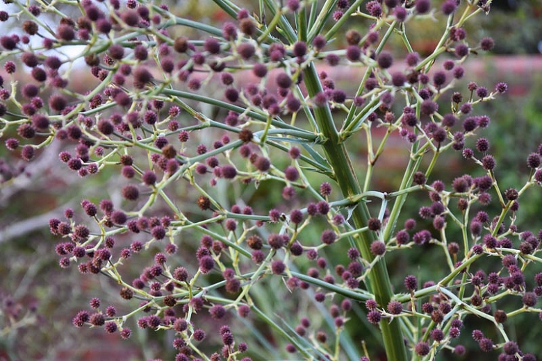 Giant Sea Holly
