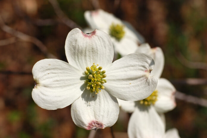Flowering Dogwood or Cornus Florida