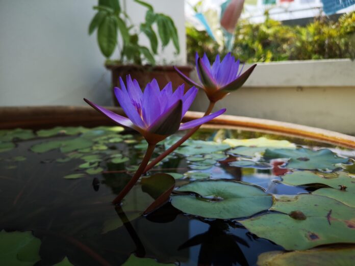 Tropical Water Lilies