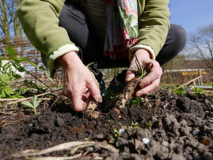 How to Plant Horseradish
