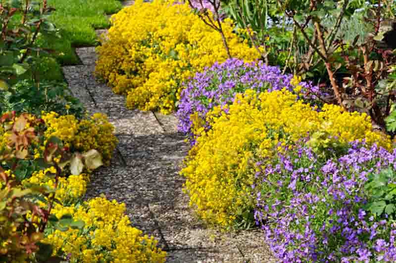 Rock Cress