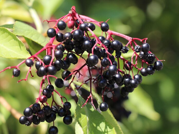 Uses of Black Elderberry