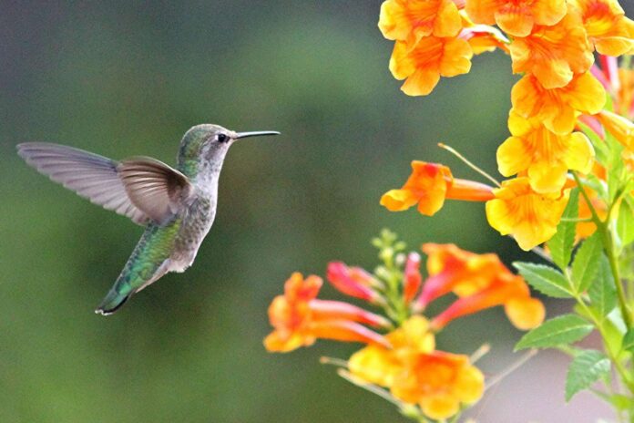 Feeding Hummingbirds