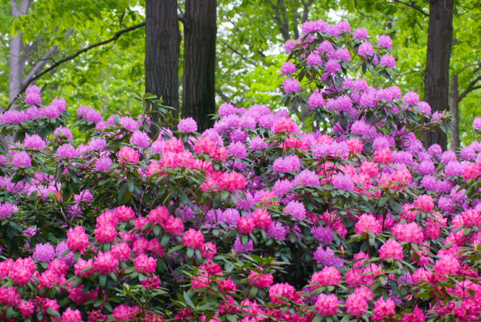 Rhododendrons