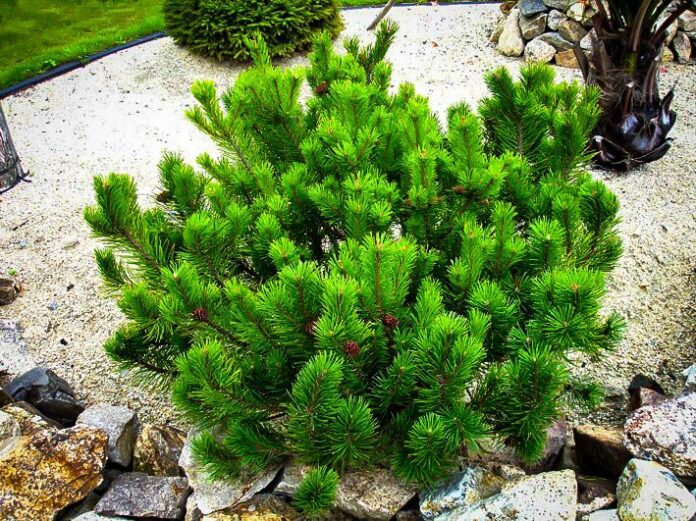 What is Dwarf Mugo Pine Plant?