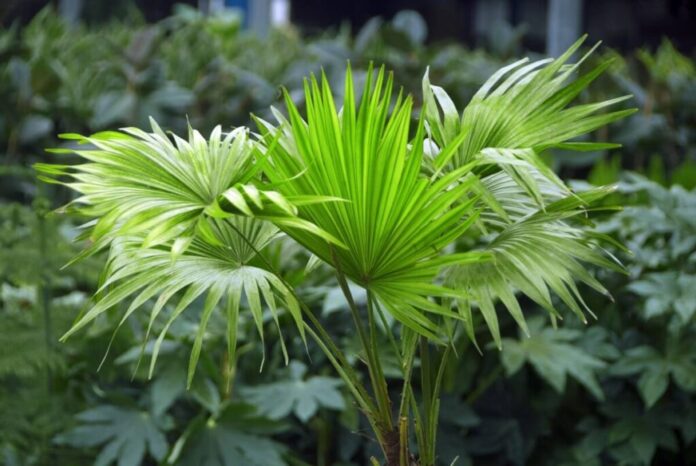 Palm Livistona Chinensis Care