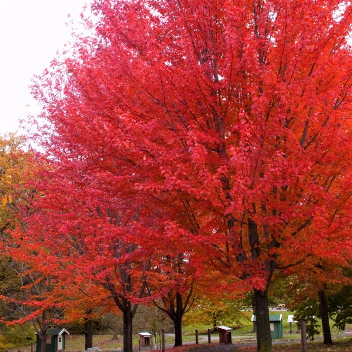 Autumn Maple