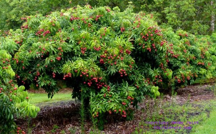 What Is Lychee Tree?