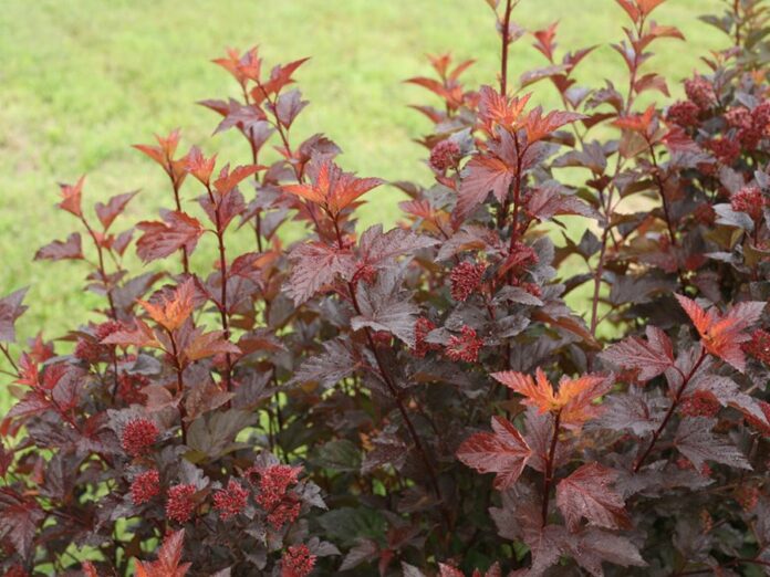 What is Ninebark Shrub?