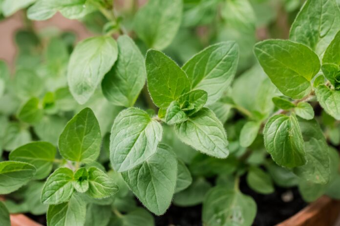 What Is Oregano?