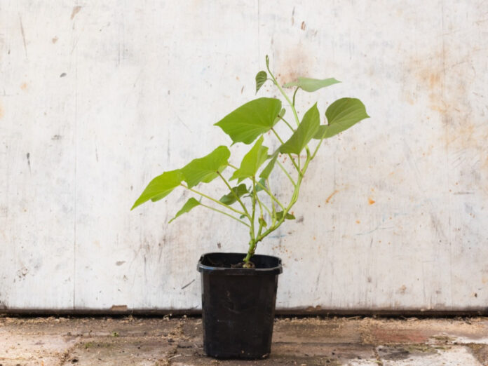 Potted Sweet Potato Plants: How To Grow Sweet Potatoes In A Container