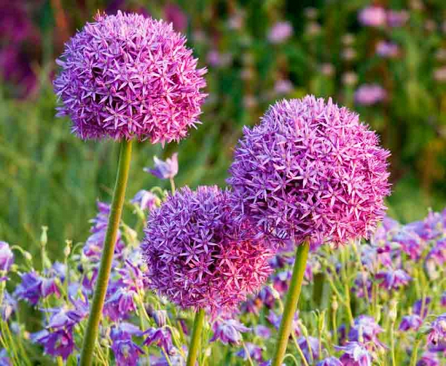 Allium giganteum (Ornamental Onion)