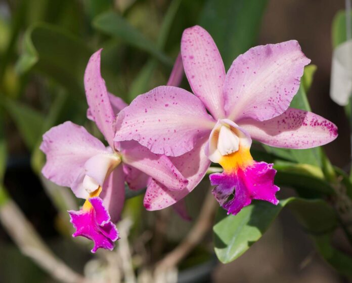 Cattleya Orchid