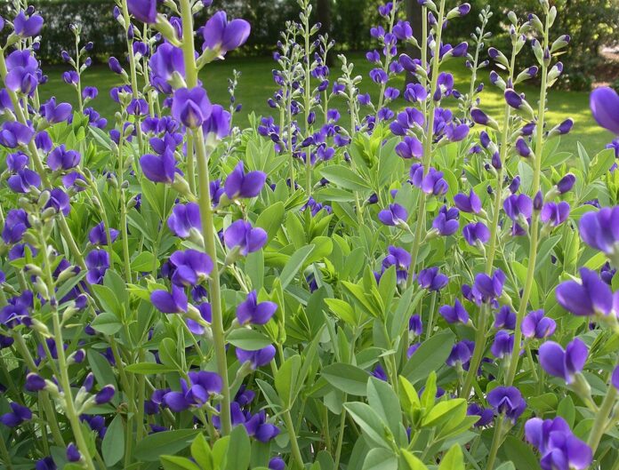 False Indigo