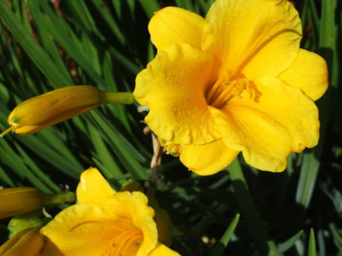 How to Grow Stella de Oro' Daylilies