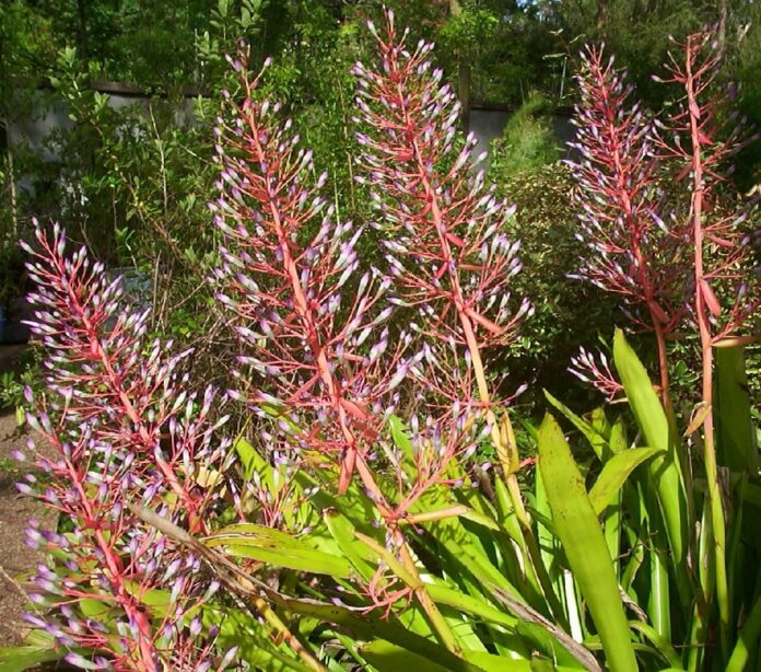 Portea Bromeliad or Portea spp