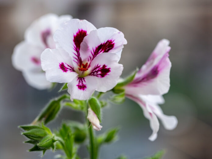 Tips On Growing Scented Geraniums Plants