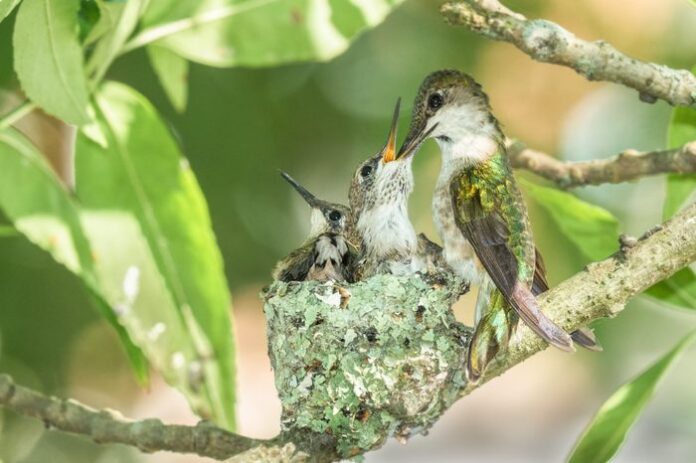 Everything You Need to Know About Hummingbird Nests - Birds and Blooms