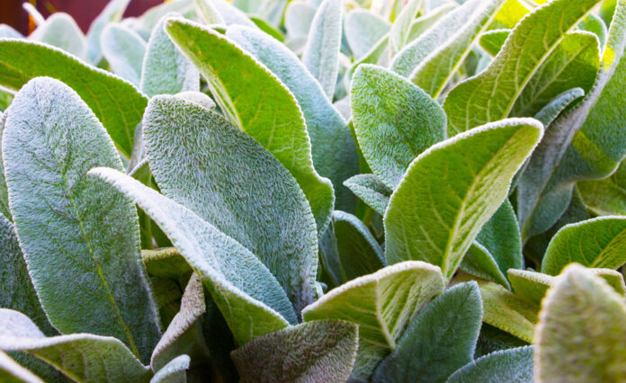 Growing Lamb's Ear: How To Plant Lamb's Ears