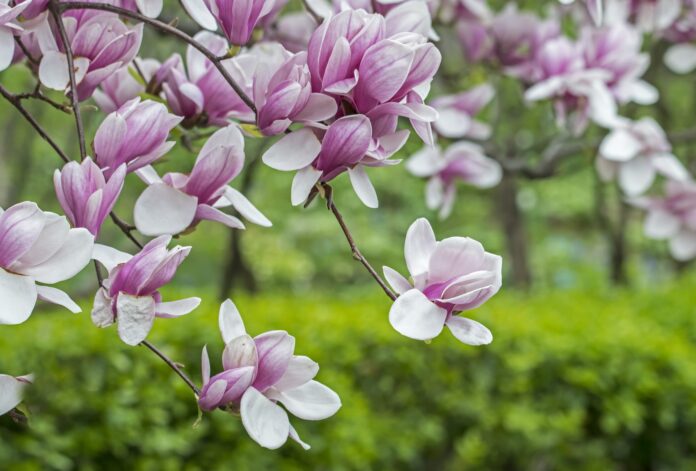 Saucer Magnolia Care: Tips On Planting A Saucer Magnolia Tree In The  Landscape