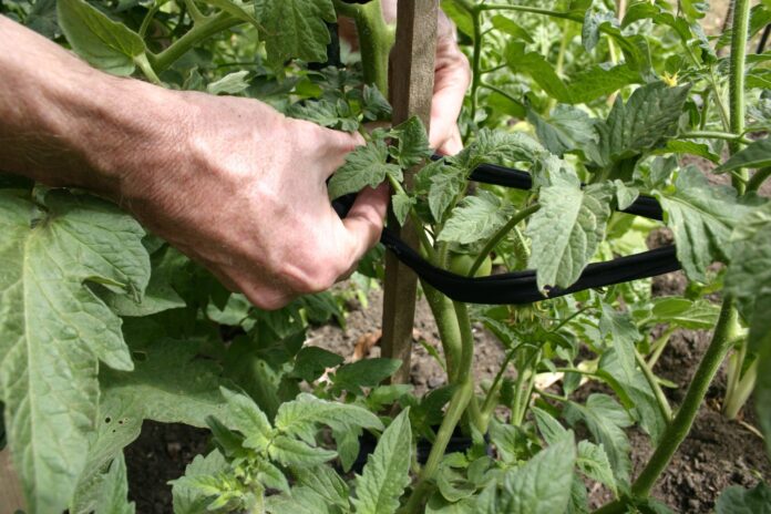 Discover The Best Way To Stake Tomatoes: Tips for Staking Tomato Plants