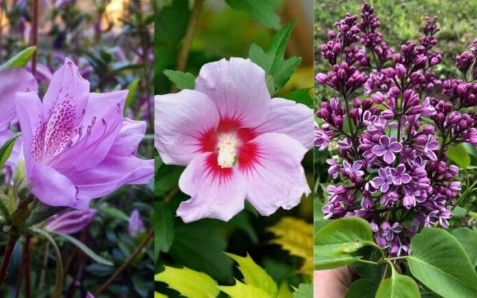 14 Gorgeous Purple Flowering Shrubs & Bushes For Your Garden