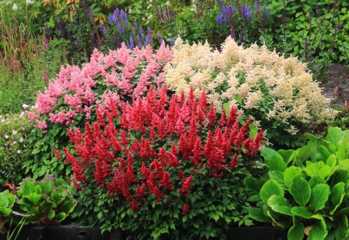 The secrets of growing astilbe in your garden