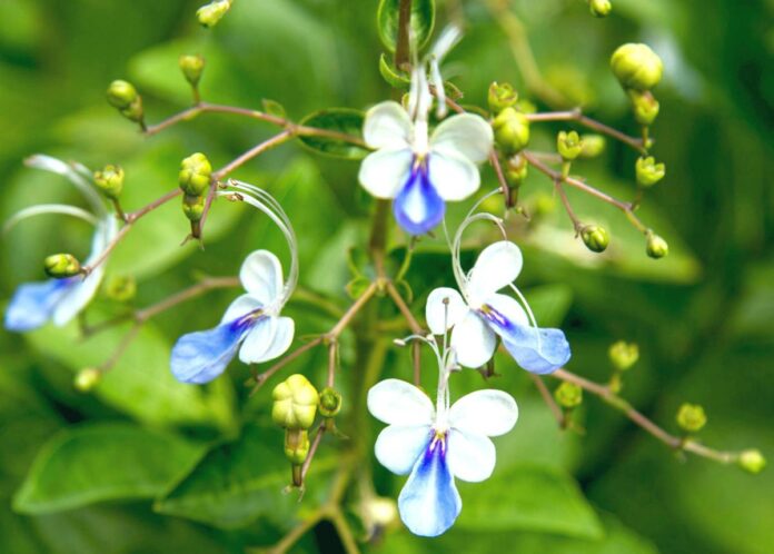 Blue Butterfly Bush