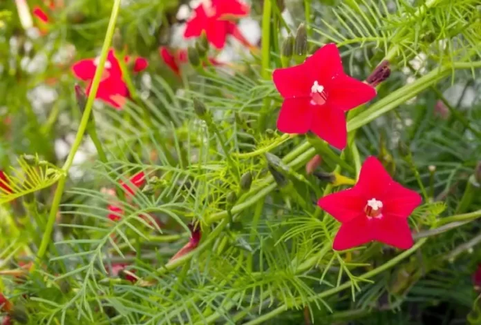 Cypress Vine (Ipomoea Quamoclit) Profile: Info, Care & Growing Guide - RayaGarden