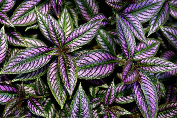 Persian Shield Plant