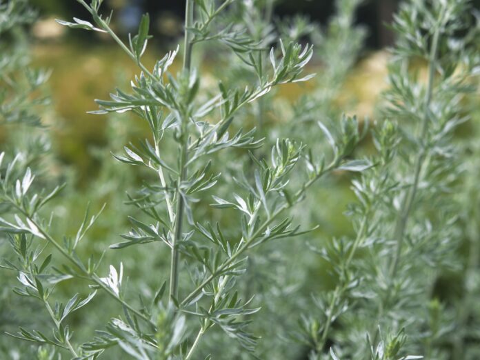 How to Grow Silver Mound Artemisia