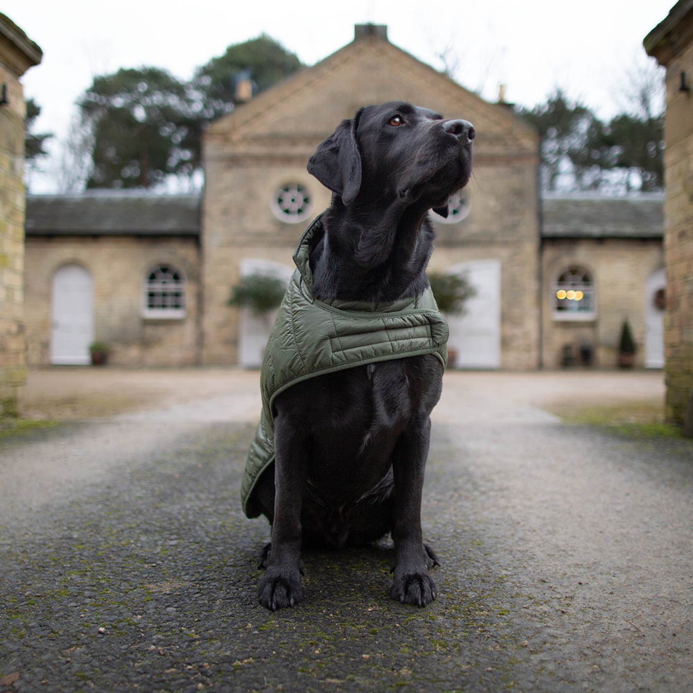 Labrador dog wearing quilted jacket