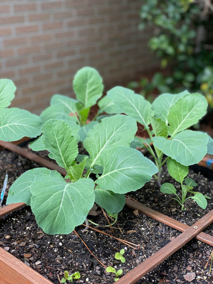 collard greens in garden