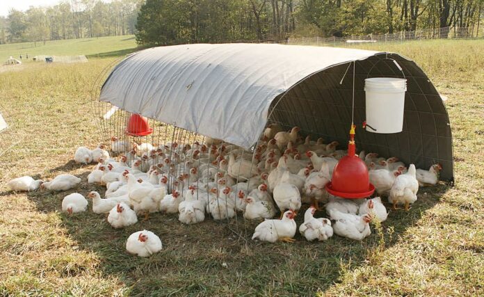 Daily Chicken Care