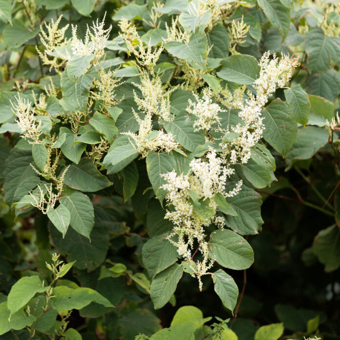 japanese knotweed