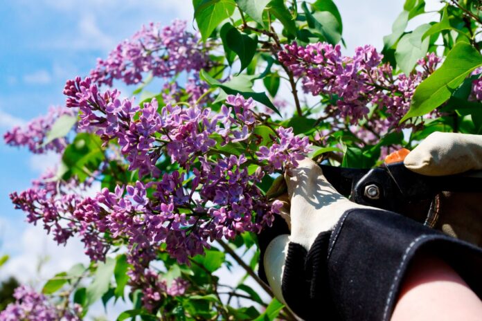 When And How To Prune A Lilac Bush