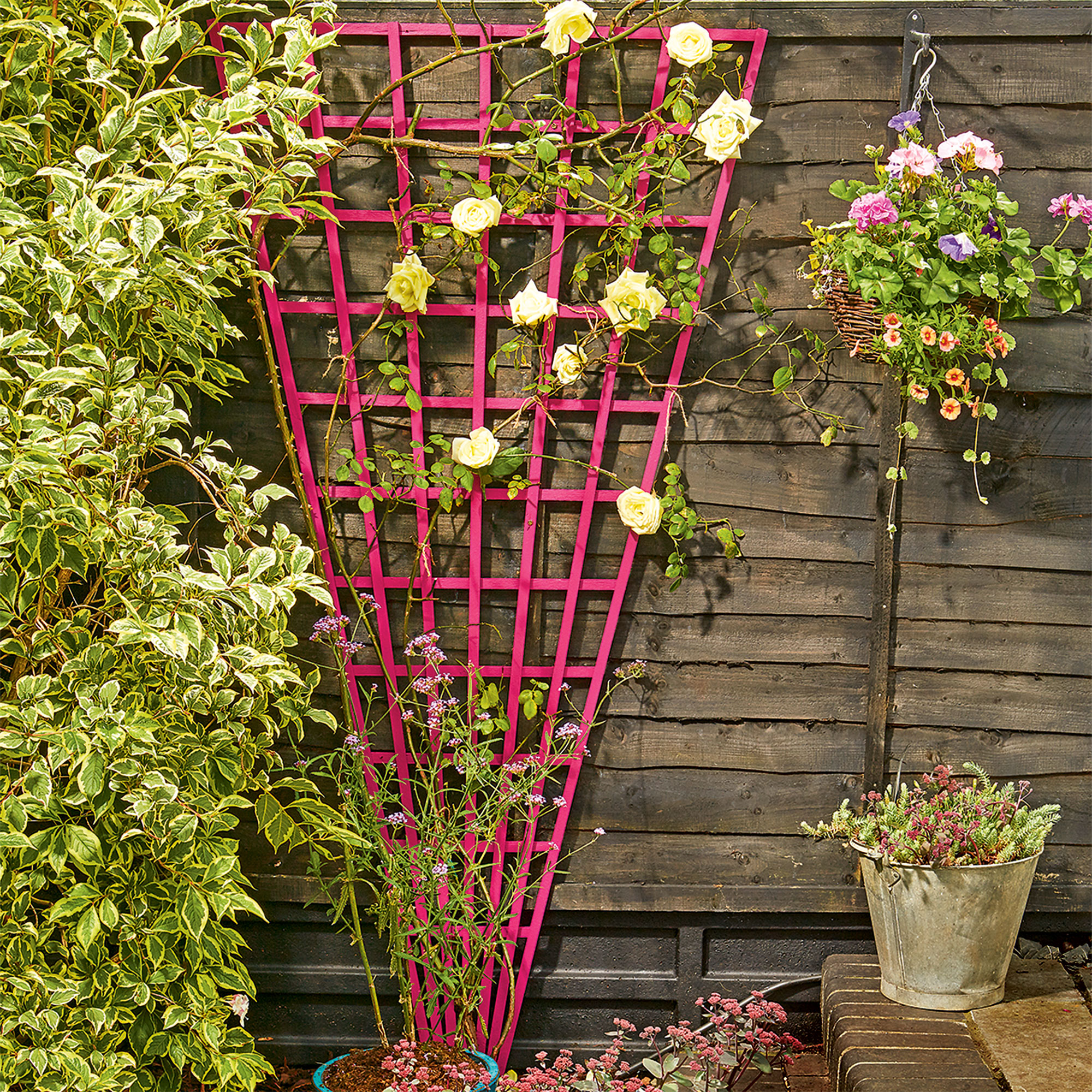 Pink trellis with yellow climbing roses against garden fence