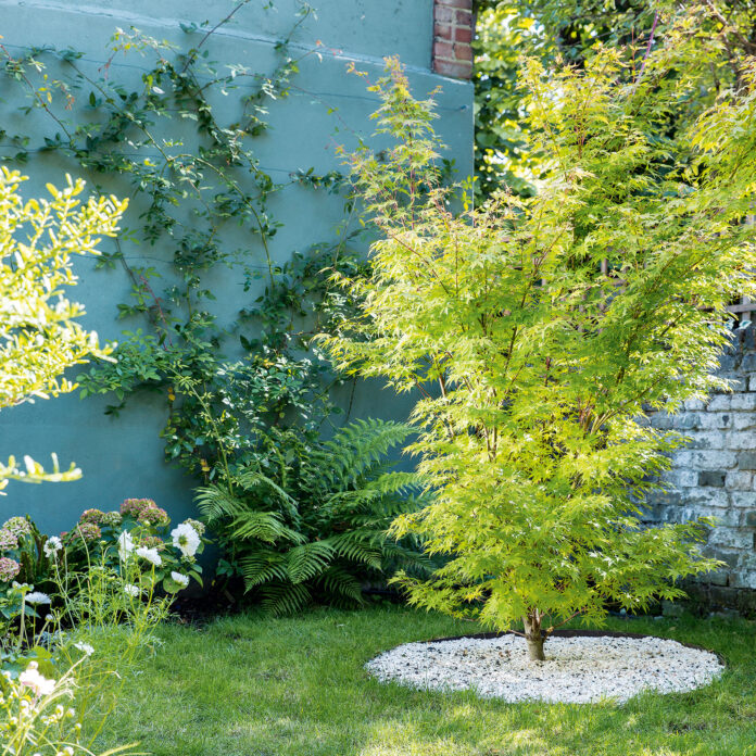 Garden with green wall, grass and tree