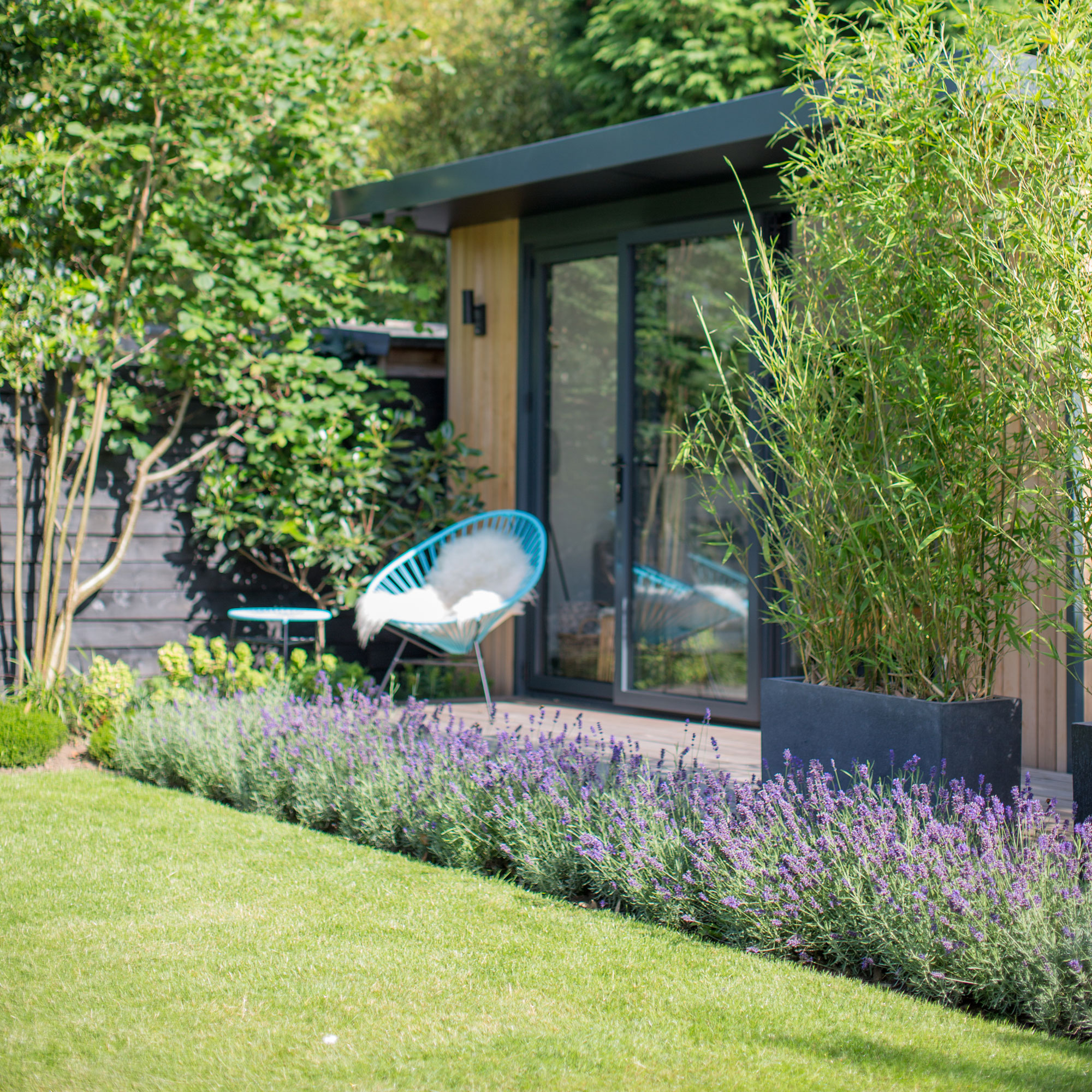 a large garden with a neat lawn and a row of lavender at the edge bordering a path and a garden room and blue sun chair