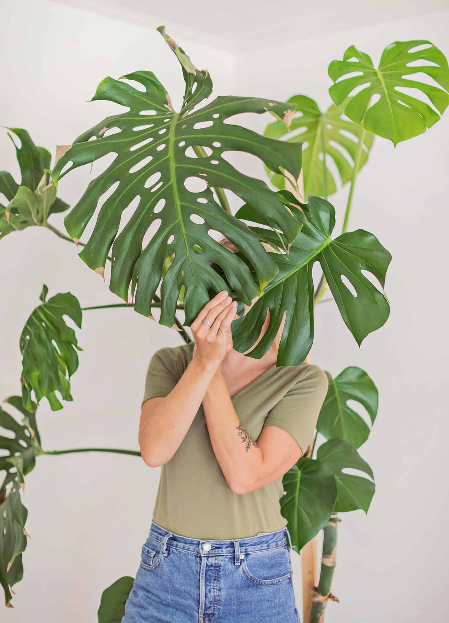 How to Care for Monstera Plants