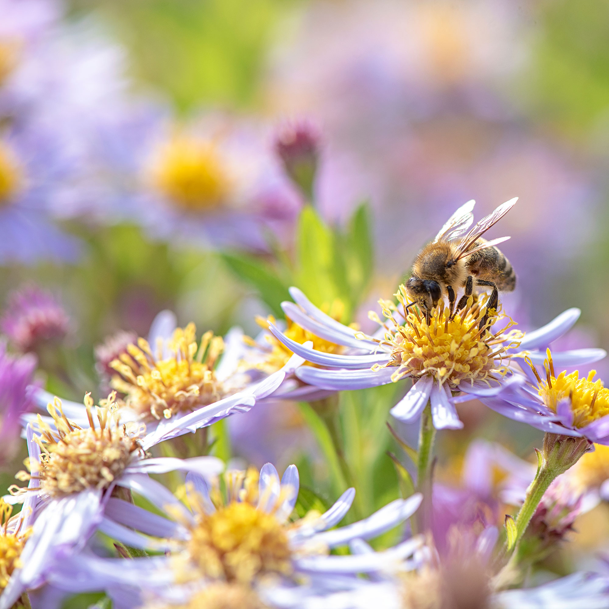 Close up of bee on purple flowers