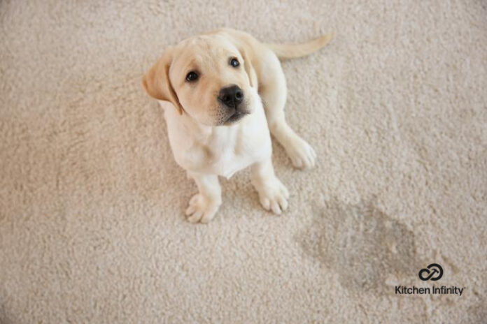 How To Remove Dog Urine Stains From Carpeting