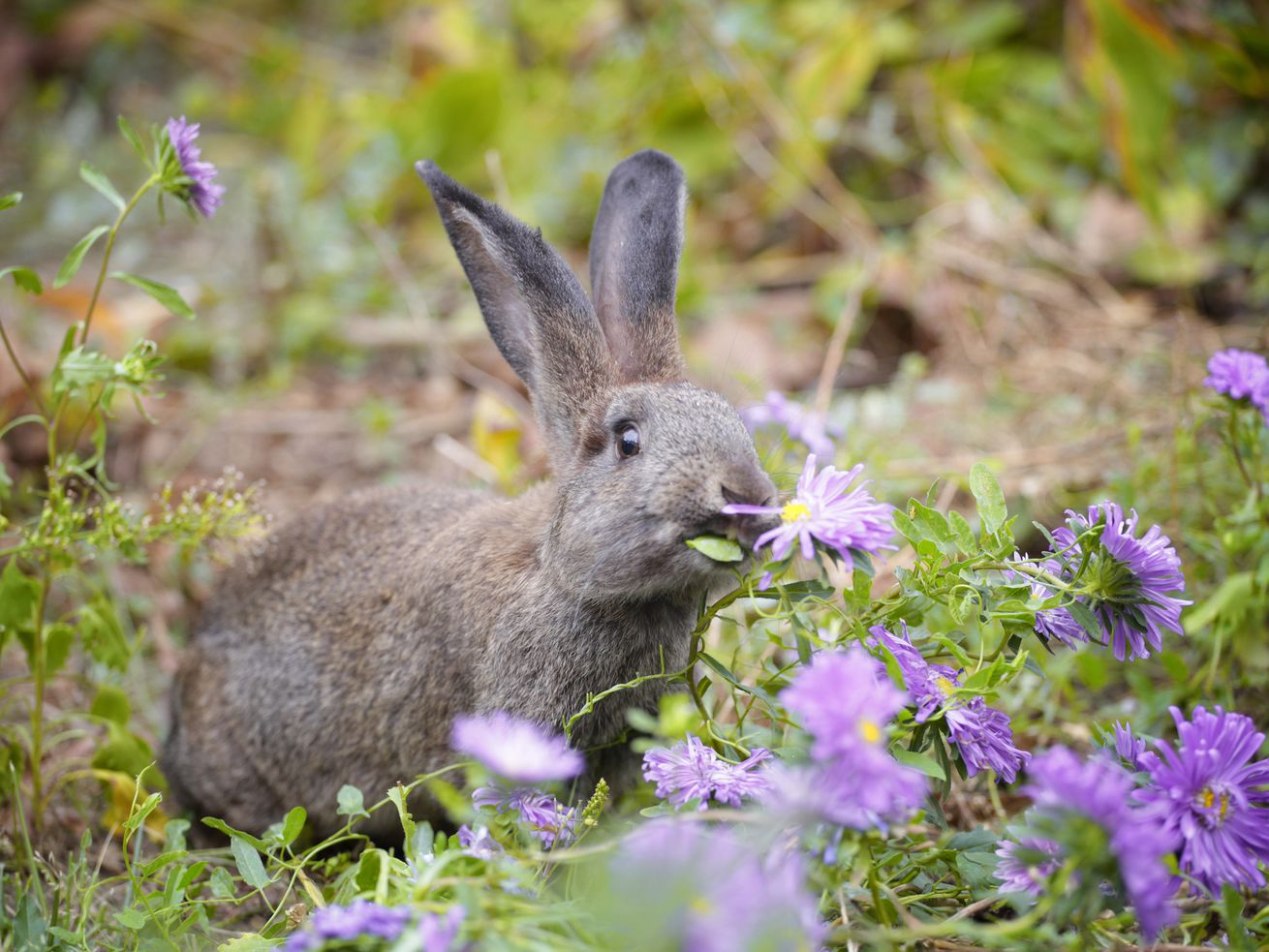 Small gray rabbit eating garden flowers.