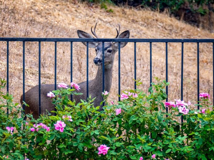 A deer stuck behind a fence in southern California 