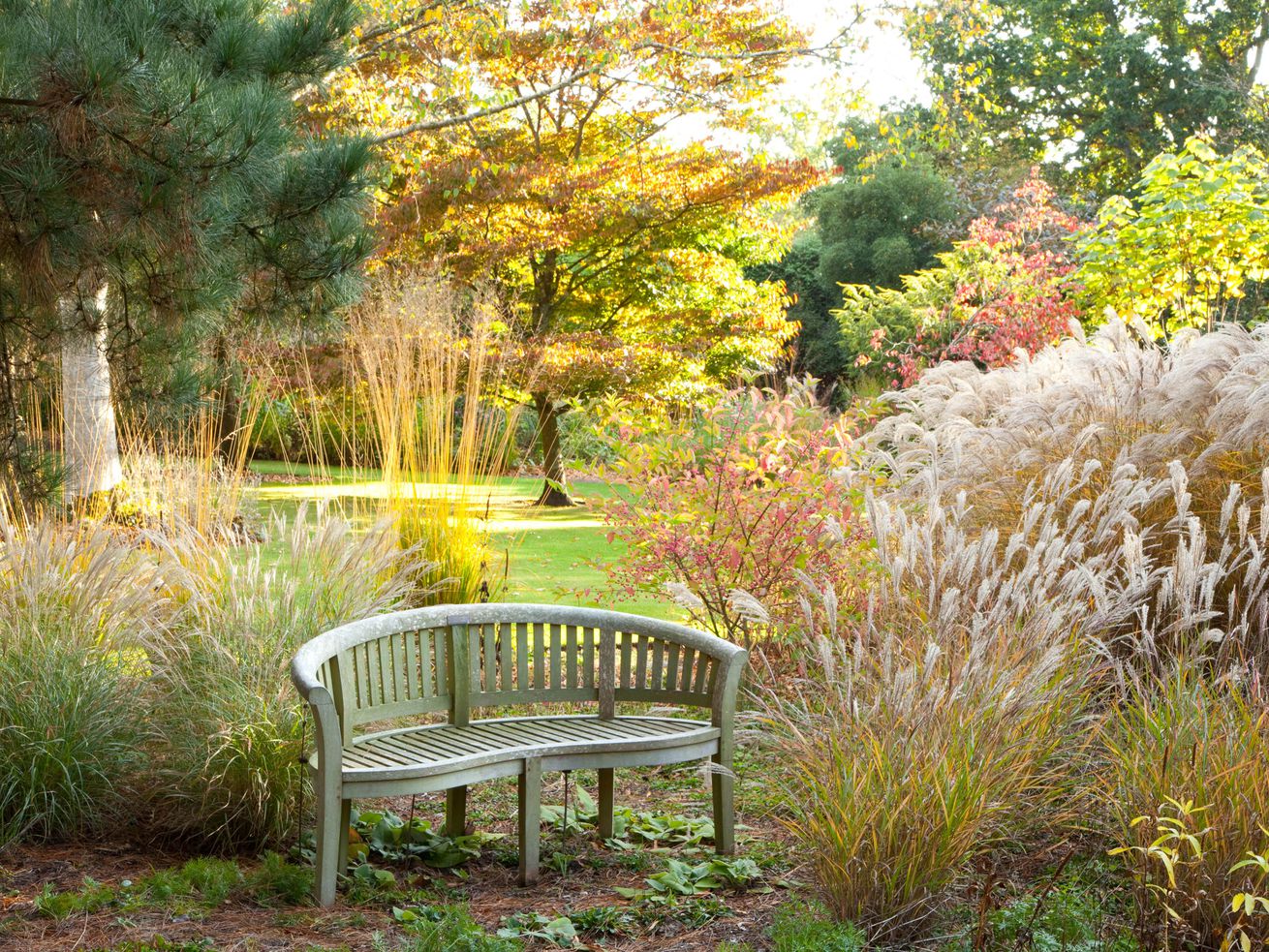 A bench surrounded by ornamental grass