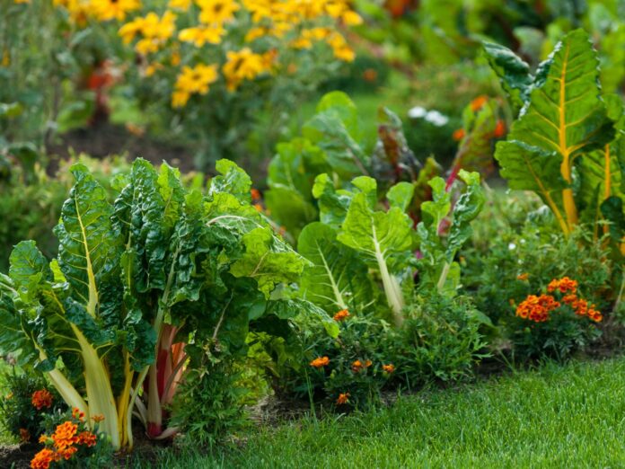 Fall garden filled with swiss chard